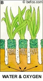 Benefits of lawn aeration
